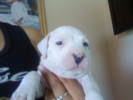 atila,pitbull macho 30 dias